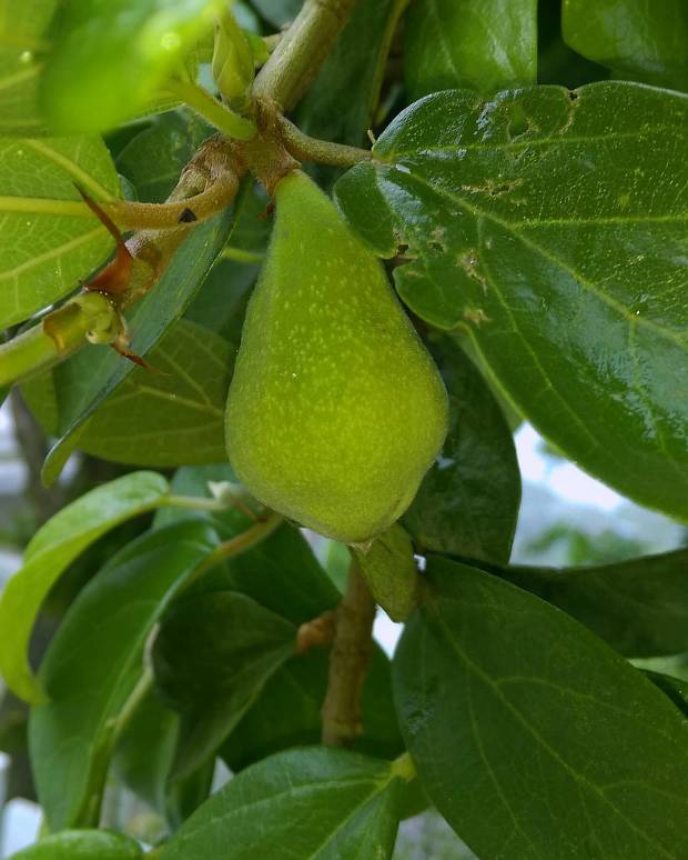 愛玉的果實 fruits of Ficus pumila var. awkeotsang